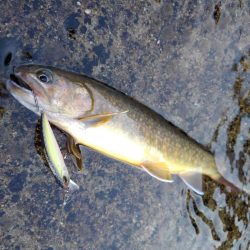 真夏のイワナ釣り